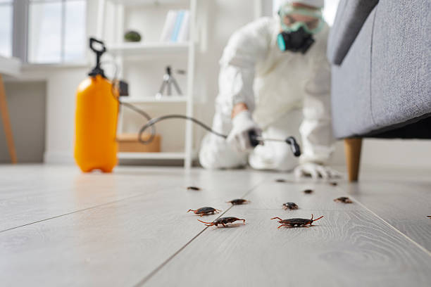 Post-Treatment Bed Bug Interceptor Monitoring in Edgewood